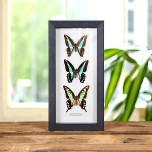Trio di coda di rondine tropicale in cornice a scatola (Graphium sarpedon, milons e cloanthus)