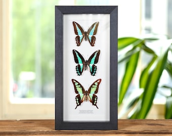 Trío de cola de golondrina tropical en marco de caja (Graphium sarpedon, milons y cloanthus)