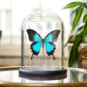 Mountain Blue Swallowtail In Glass Dome (Papilio ulysses)