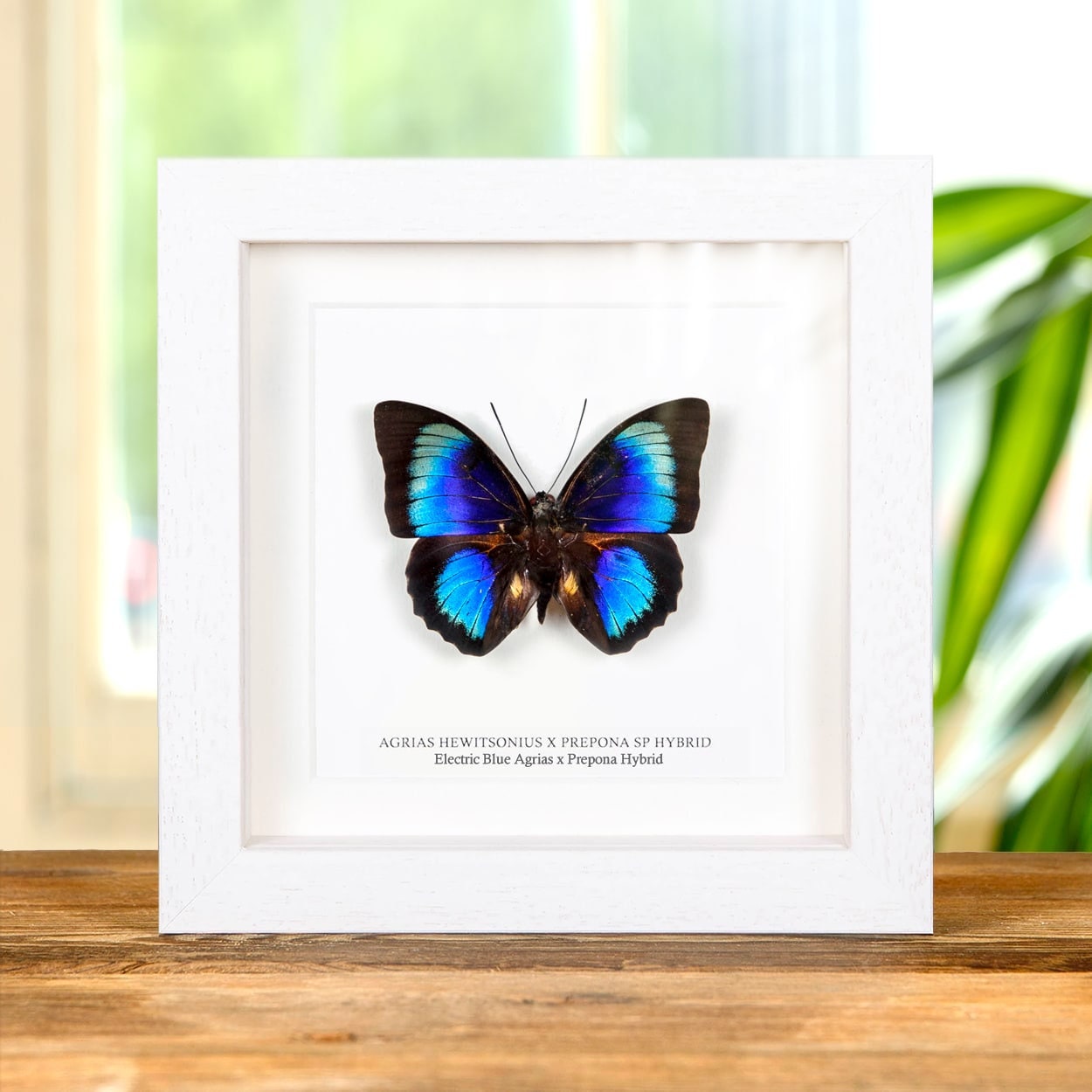 Electric Blue Agrias X Prepona Hybrid Butterfly in Handmade Frame