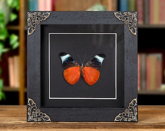 Red Flasher Ventral Side In Baroque Style Frame (Panacea prola)