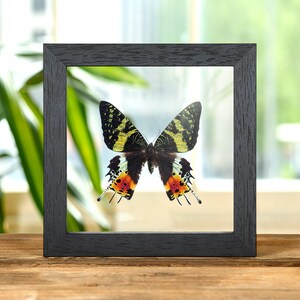 Madagascan Sunset Moth in Clear Glass Frame (Chrysiridia rhipheus)