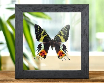 May include: A framed butterfly specimen with black wings with yellow, orange, and red markings. The butterfly is displayed against a white background in a black frame.