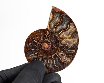 Cut & Polished Ammonite Fossil (Cleoniceras sp)