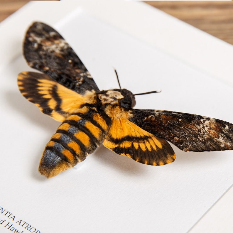 Death's Head Moth in Box Frame Acherontia atropos image 3