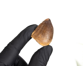 Mosasaur Dinosaur Tooth Fossil (Mosasauridae sp)