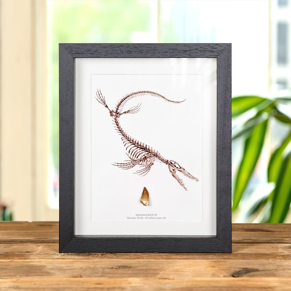 Mosasaur Dinosaur Tooth Fossil & Illustration (Mosasauridae sp)