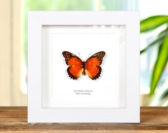 May include: A framed butterfly specimen with orange and black wings. The butterfly is labelled "Cethosia biblis Red Lacewing".