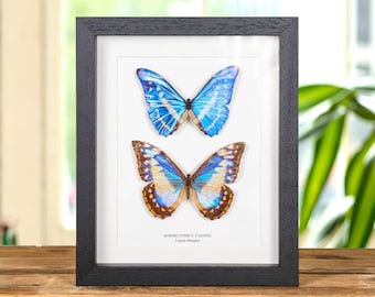 Morpho Cypris Peru (PE) - BIG Unmounted Tropical Specimen