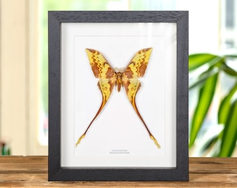 Malaysian Moon Moth In Box Frame (Actias maenas)