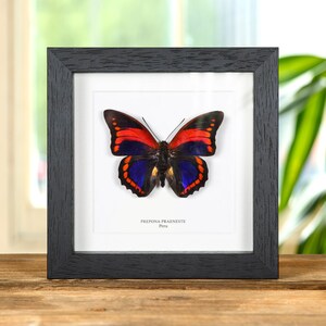 Prepona praeneste - Etsy España