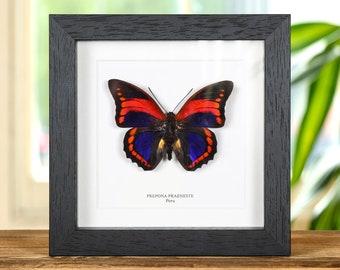 Very Rare Female Fuchsia Brush-footed Butterfly Framed Taxidermy