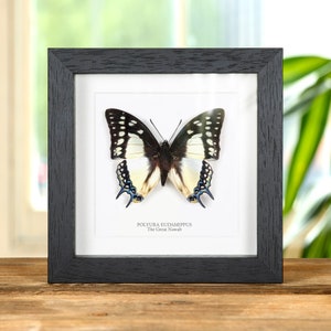The Great Nawab In Box Frame (Polyura eudamippus)