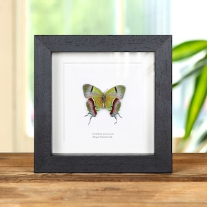 Regal Hairstreak Schmetterling im Kastenrahmen (Evenus regalis)