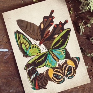 Butterfly Print, Antique Butterfly Print, Antique Butterfly Art Print, Vintage Entomology Print Wall Art - A4, A3, A2
