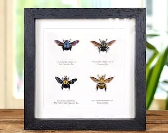 Carpenter Bee Display In Box Frame (Xylocopa sp)