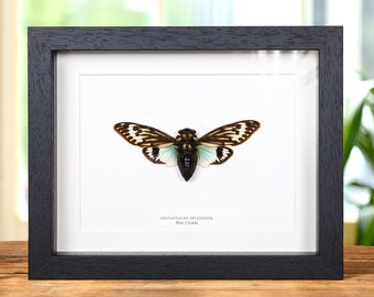 Blue Cicada in Box Frame (Distantalna splendida)