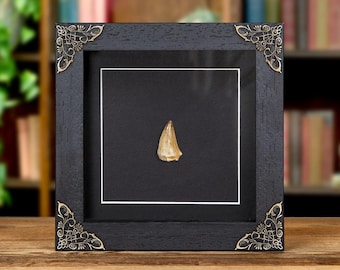 Mosasaur Dinosaur Tooth Fossil in Baroque Frame (Mosasaurus sp)