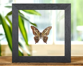 Staartgaai-zwaluwstaart in lijst van helder glas (Graphium agamemnon)