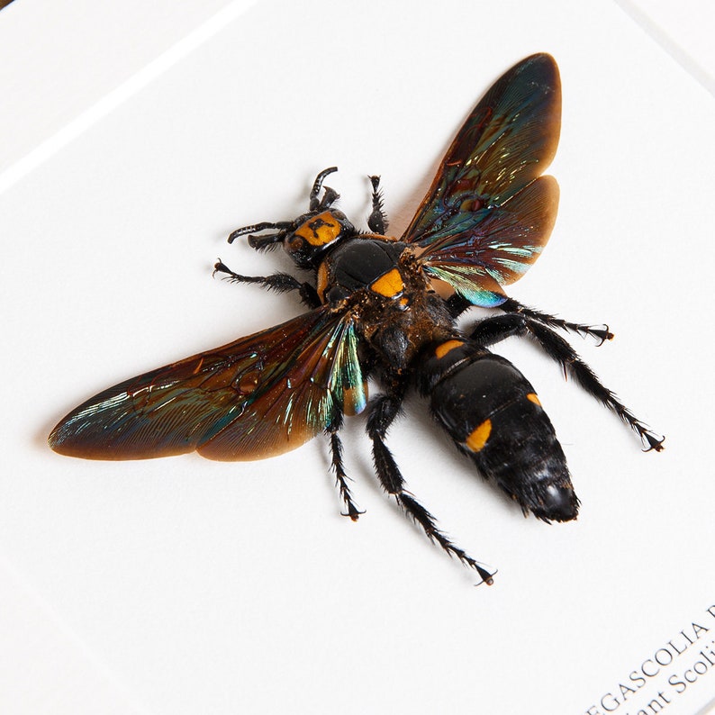 Giant Scoliid Wasp XL in Box Frame Megascolia procer Real | Etsy
