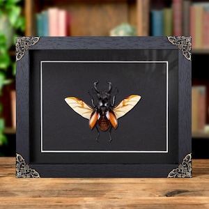 Fighting Giant Stag Beetle In Baroque Style Frame (Hexarthrius parryi)