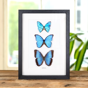 Morpho Butterfly Trio in doos (Morpho peleides, menelaus & aega)