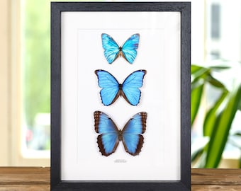 Morpho Butterfly Trio in doos (Morpho peleides, menelaus & aega)