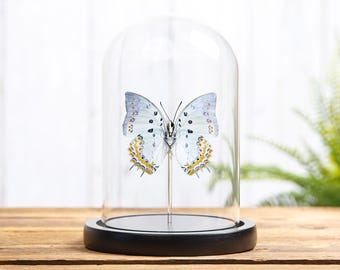 Nawab-vlinder met juwelen in glazen koepel (Polyura delphis)