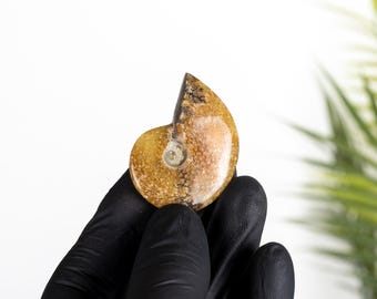 Yellow Polished Ammonite Fossil (Cleoniceras sp)