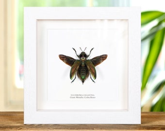 Giant Metallic Ceiba Borer With Wings Spread in Box Frame