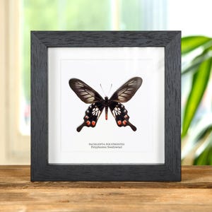 Polyphontes Swallowtail Framed Butterfly (Pachliopta polyphontes)