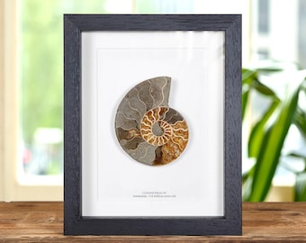 Fossile di ammonite tagliato e lucidato in cornice (Cleoniceras sp)