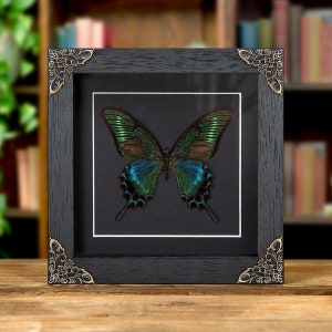 Framed Alpine Black Swallowtail Butterfly, Papilio Maackii, 6x6