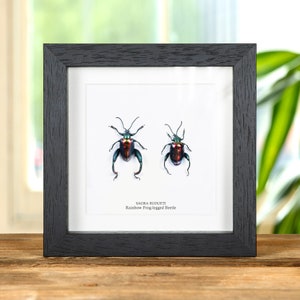 Rainbow Frog-legged Beetles In Box Frame (Sagra buqueti)