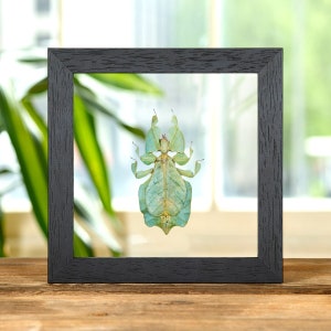 Gray's Leaf Insect in Clear Glass Frame (Phyllium bioculatum)