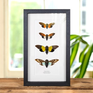 May include: A framed display of four different cicada specimens. The cicadas are arranged vertically in a black frame with a white mount. The cicadas are all different colours and patterns, including orange, yellow, black, and white.