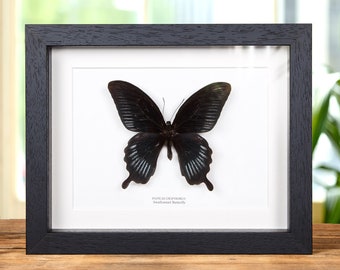 Single Green Papilionidae Butterfly In Frame, Papilio Blumei, Preserved - Foto 7