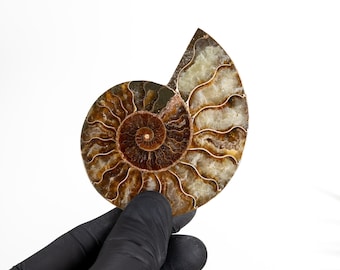 Cut & Polished Ammonite Fossil (Cleoniceras sp)