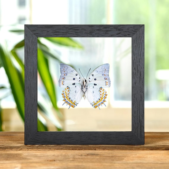 Jewelled Nawab Butterfly in Clear Glass Frame (polyura Delphis) - Etsy
