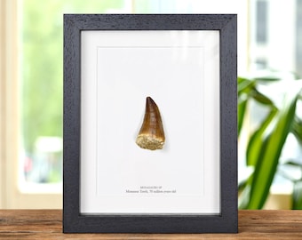 Large Mosasaur Dinosaur Tooth Fossil in Box Frame (Mosasaurus sp)