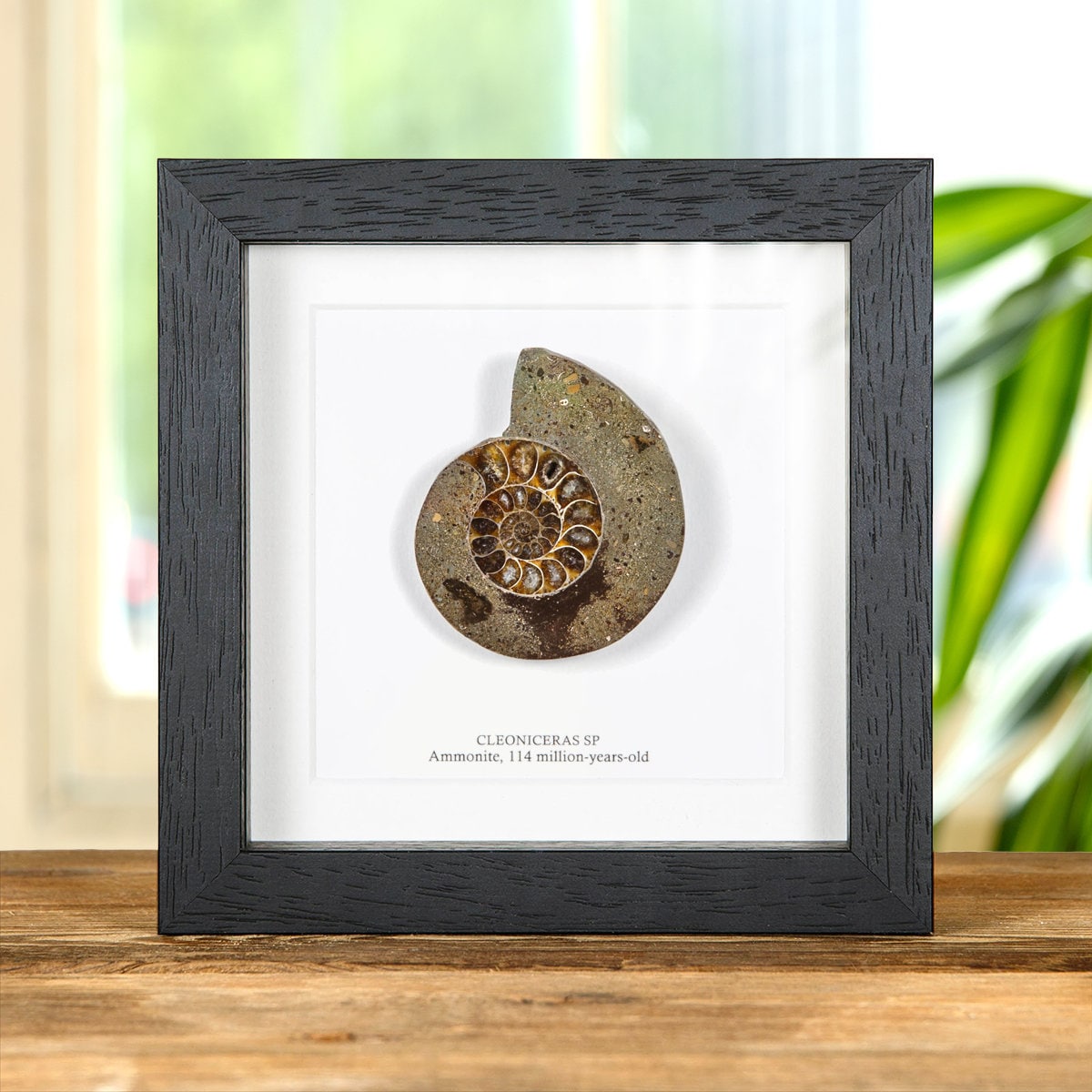 Cut and Polished Ammonite Fossil in Box Frame Cleoniceras sp