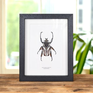 Goliath Käfer im Kastenrahmen (Goliathus goliatus albatus)