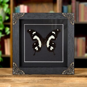 The Black & Yellow Swallowtail In Baroque Style Frame (Papilio hesperus)