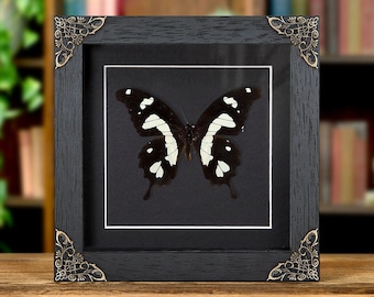 De zwart-gele zwaluwstaart in barokstijl (Papilio hesperus)
