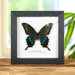 Alpine Black Swallowtail Summer Form (Papilio maackii summer form)