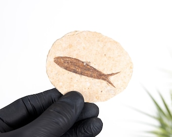 Freshwater Herring Fossil (Knightia sp)