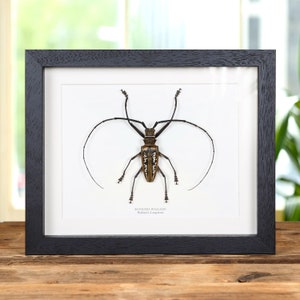 Wallace&#39;s Long-horn Beetle In Box Frame (Batocera wallacei)
