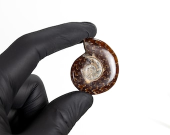 Whole Polished Ammonite Fossil (Phylloceras sp)