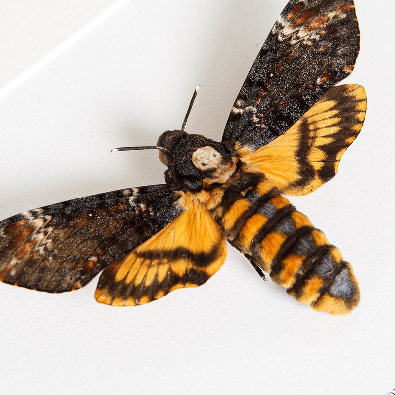 Deaths Head Moth XL in Box Frame Acherontia atropos Real | Etsy