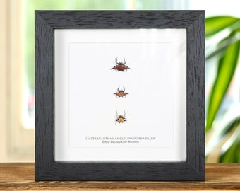 Spiny-Backed Orb-weavers In Box Frame (Gasteracantha sp)